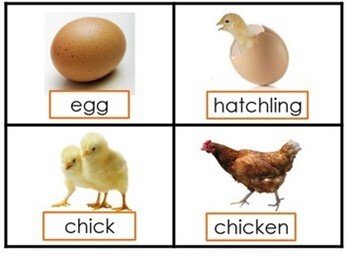 Egg cycke