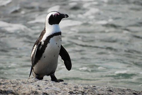 Penguin 2