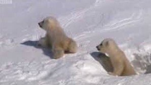 Polar bear cubs