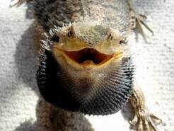 Reptile