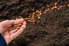 Sew seeds