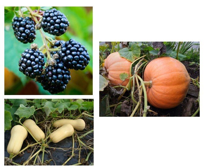 Vegetable fruit